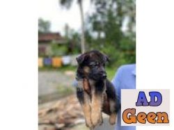 German Shepherd they are very sensitive loyal and strong. Very easy to manage whatsaap 8019630452